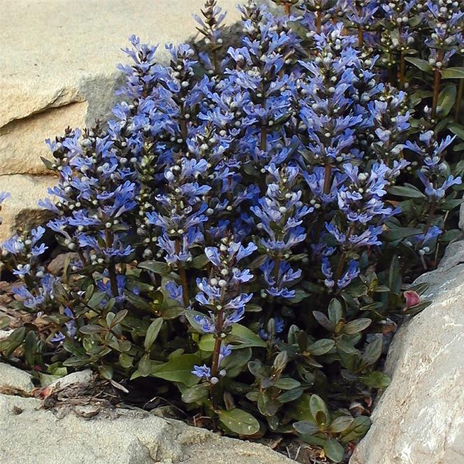 G021 Ajuga Reptans 'chocolate Chip' - View 6 from www redcrocus com