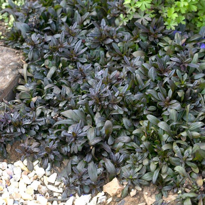 G021 Ajuga Reptans 'chocolate Chip' - View 8 from www redcrocus com