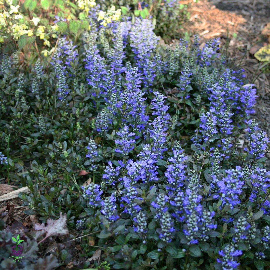 G021 Ajuga Reptans 'chocolate Chip' - View 9 from www redcrocus com