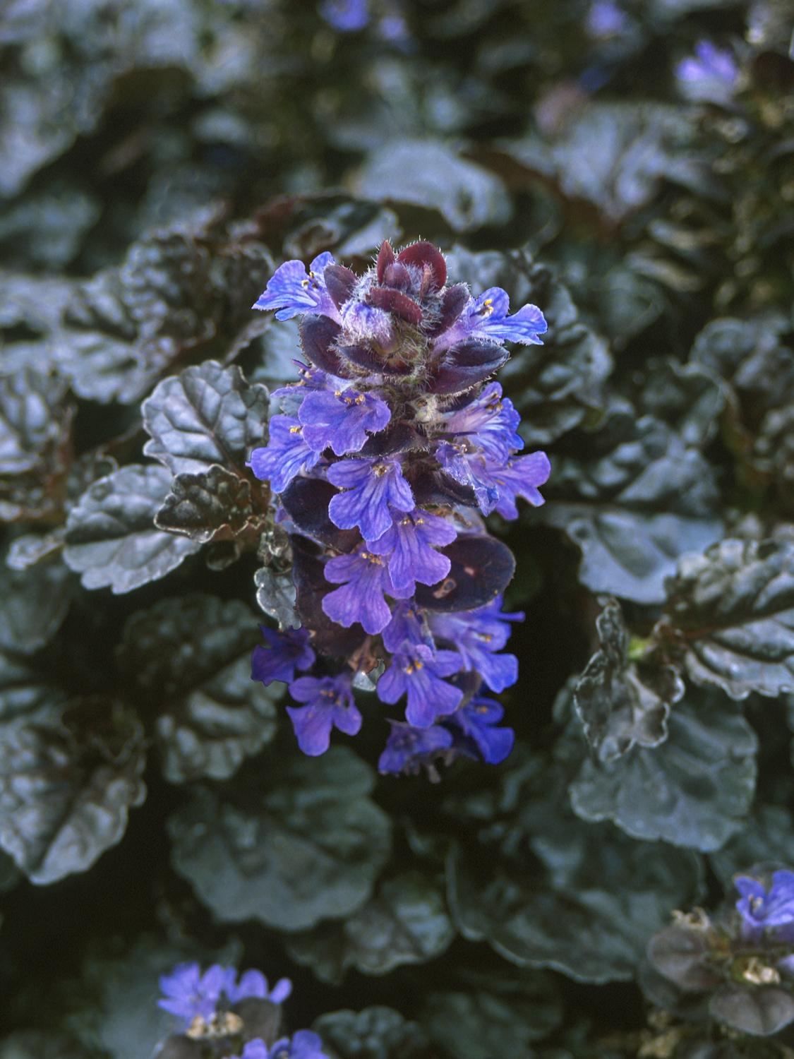G029 Ajuga Reptans 'black Scallop' - View 10 from www redcrocus com