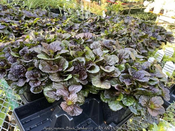 G029 Ajuga Reptans 'black Scallop' - View 11 from www redcrocus com