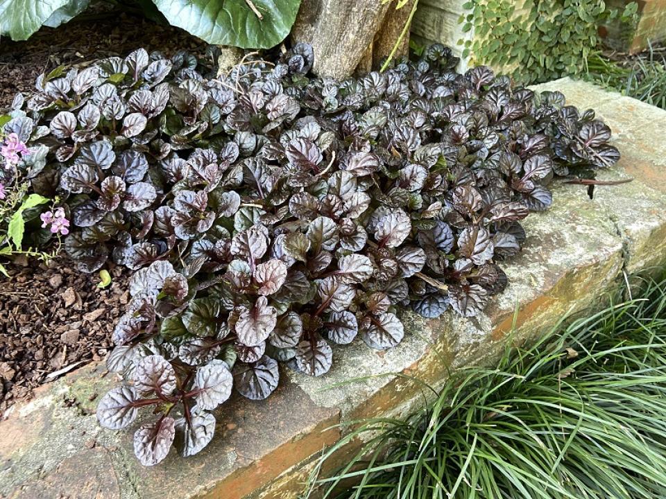G029 Ajuga Reptans 'black Scallop' - View 12 from www redcrocus com