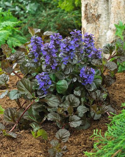 G029 Ajuga Reptans 'black Scallop' - View 13 from www redcrocus com