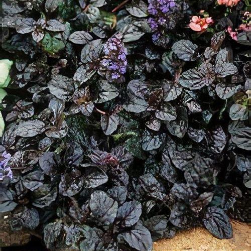 G029 Ajuga Reptans 'black Scallop' - View 15 from www redcrocus com