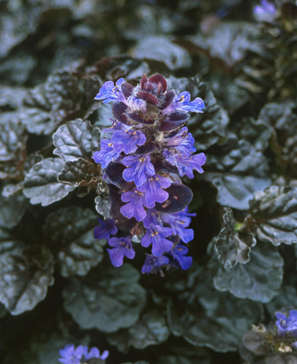 G029 Ajuga Reptans 'black Scallop' - View 17 from www redcrocus com