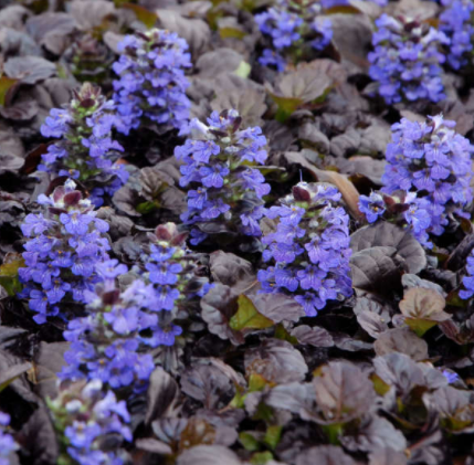 G029 Ajuga Reptans 'black Scallop' - View 18 from www redcrocus com