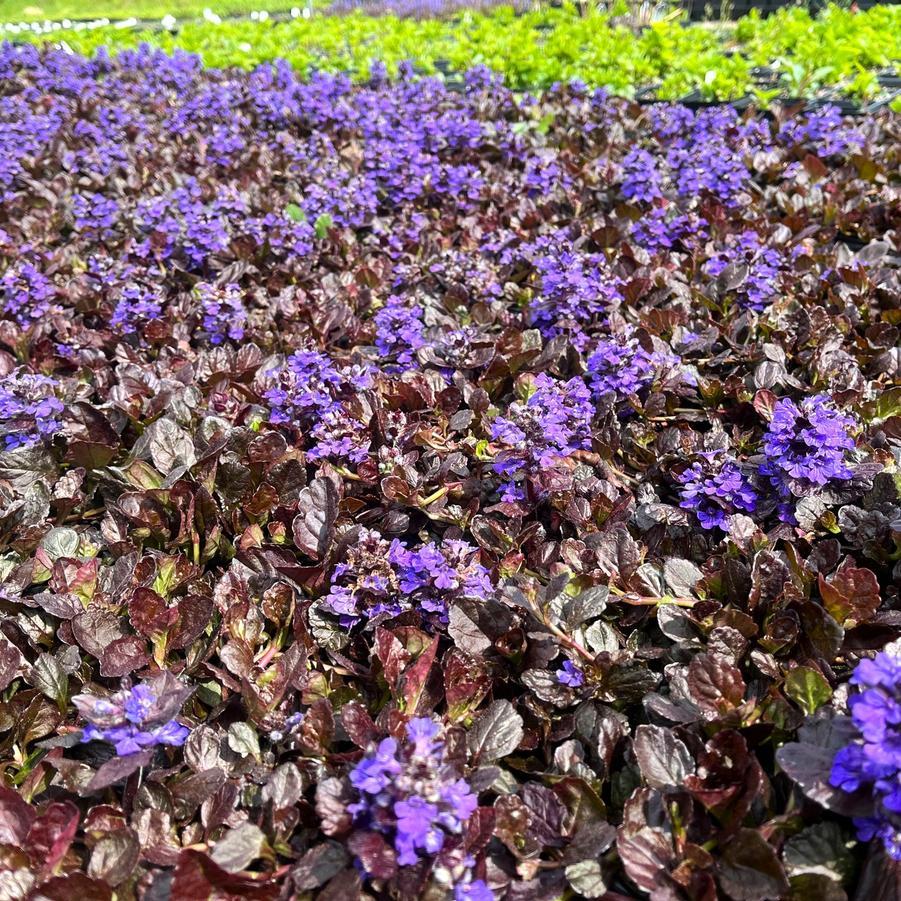 G029 Ajuga Reptans 'black Scallop' - View 19 from www redcrocus com