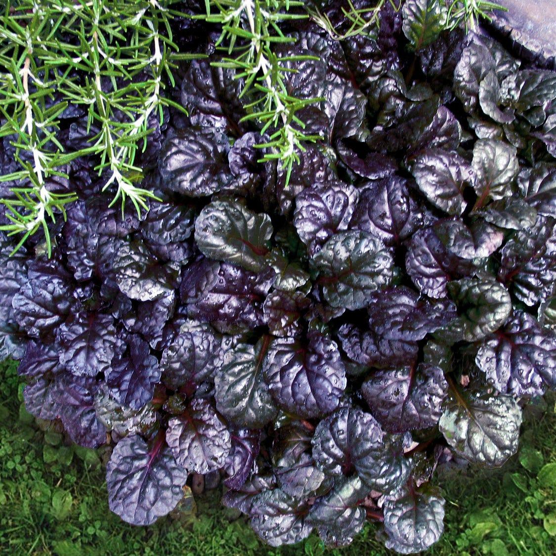 G029 Ajuga Reptans 'black Scallop' - View 22 from www redcrocus com