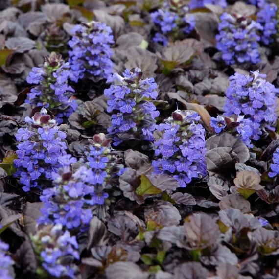 G029 Ajuga Reptans 'black Scallop' - View 23 from www redcrocus com