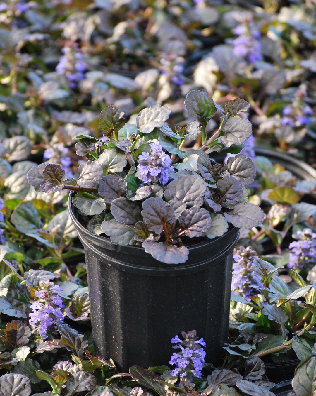 G029 Ajuga Reptans 'black Scallop' - View 24 from www redcrocus com