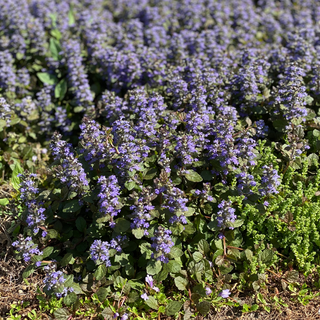 G029 Ajuga Reptans 'black Scallop' - View 26 from www redcrocus com