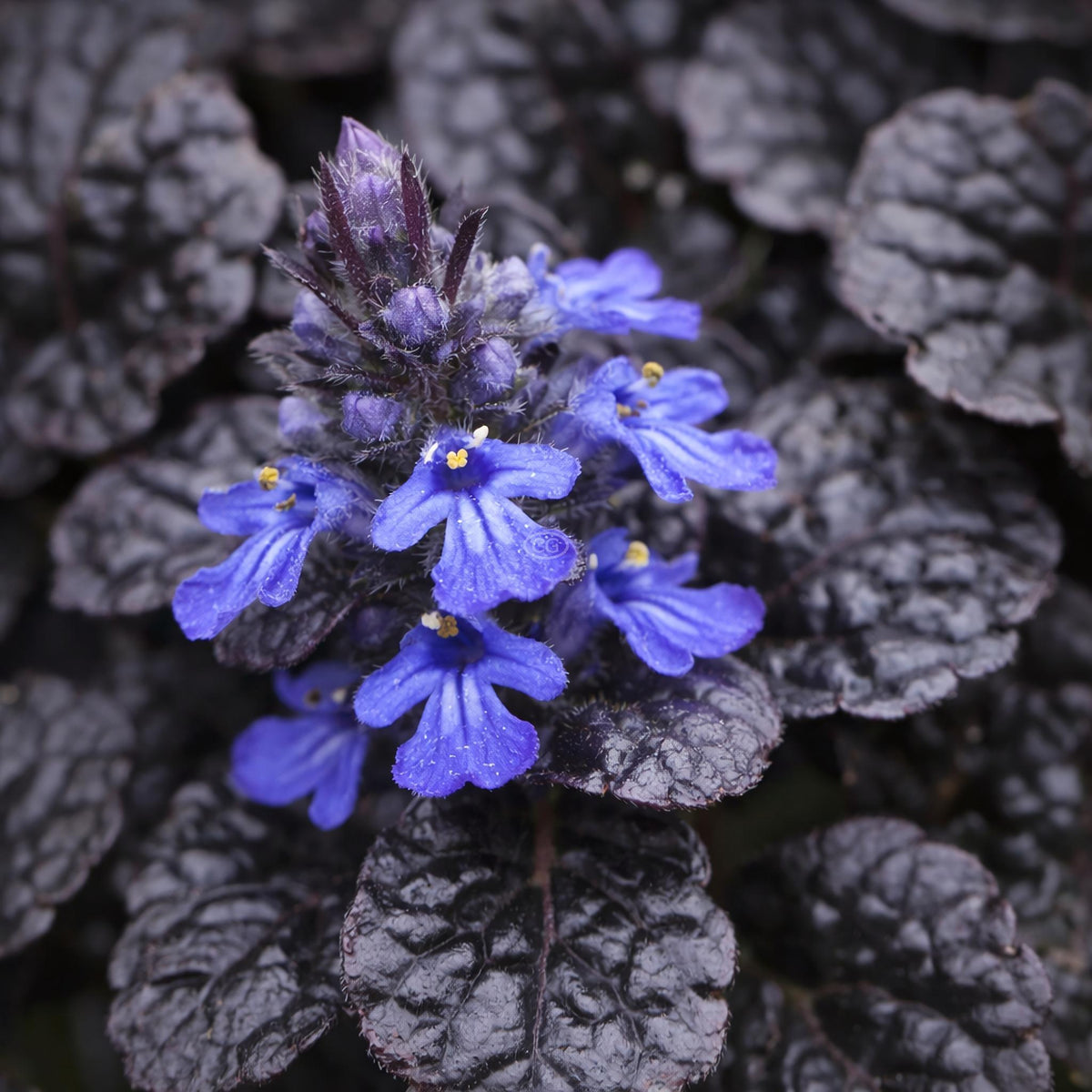 G029 Ajuga Reptans 'black Scallop' - View 28 from www redcrocus com