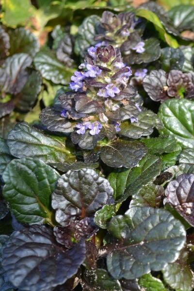 G029 Ajuga Reptans 'black Scallop' - View 30 from www redcrocus com