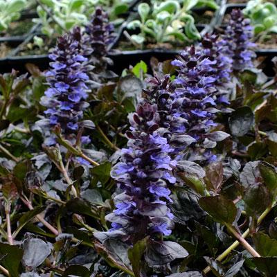 G029 Ajuga Reptans 'black Scallop' - View 32 from www redcrocus com