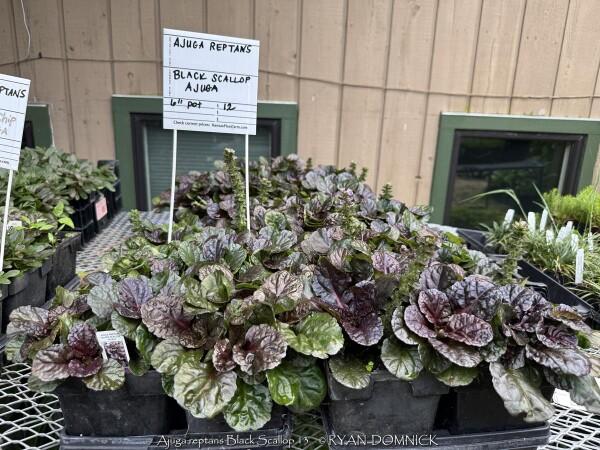 G029 Ajuga Reptans 'black Scallop' - View 33 from www redcrocus com
