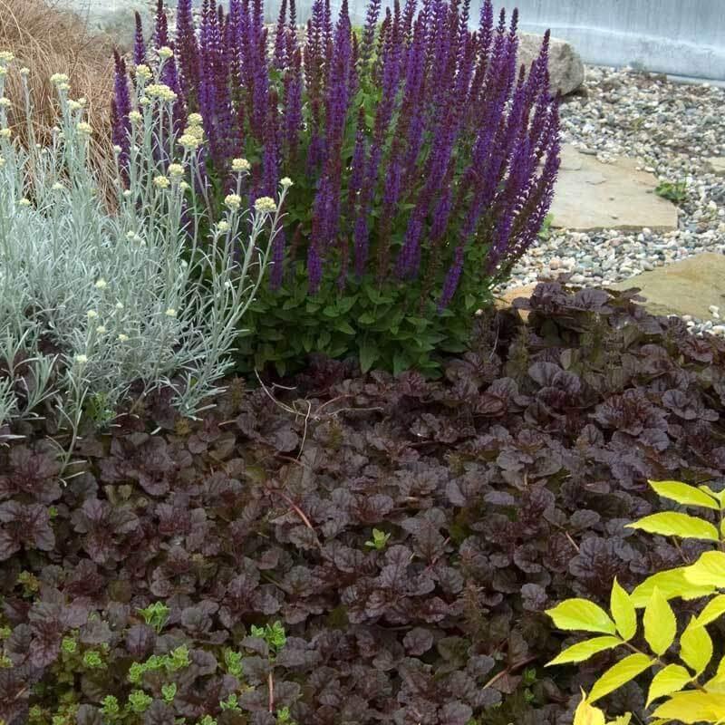 G029 Ajuga Reptans 'black Scallop' - View 34 from www redcrocus com