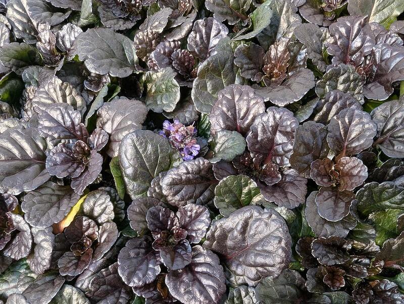 G029 Ajuga Reptans 'black Scallop' - View 35 from www redcrocus com