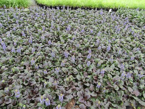 G029 Ajuga Reptans 'black Scallop' - View 36 from www redcrocus com