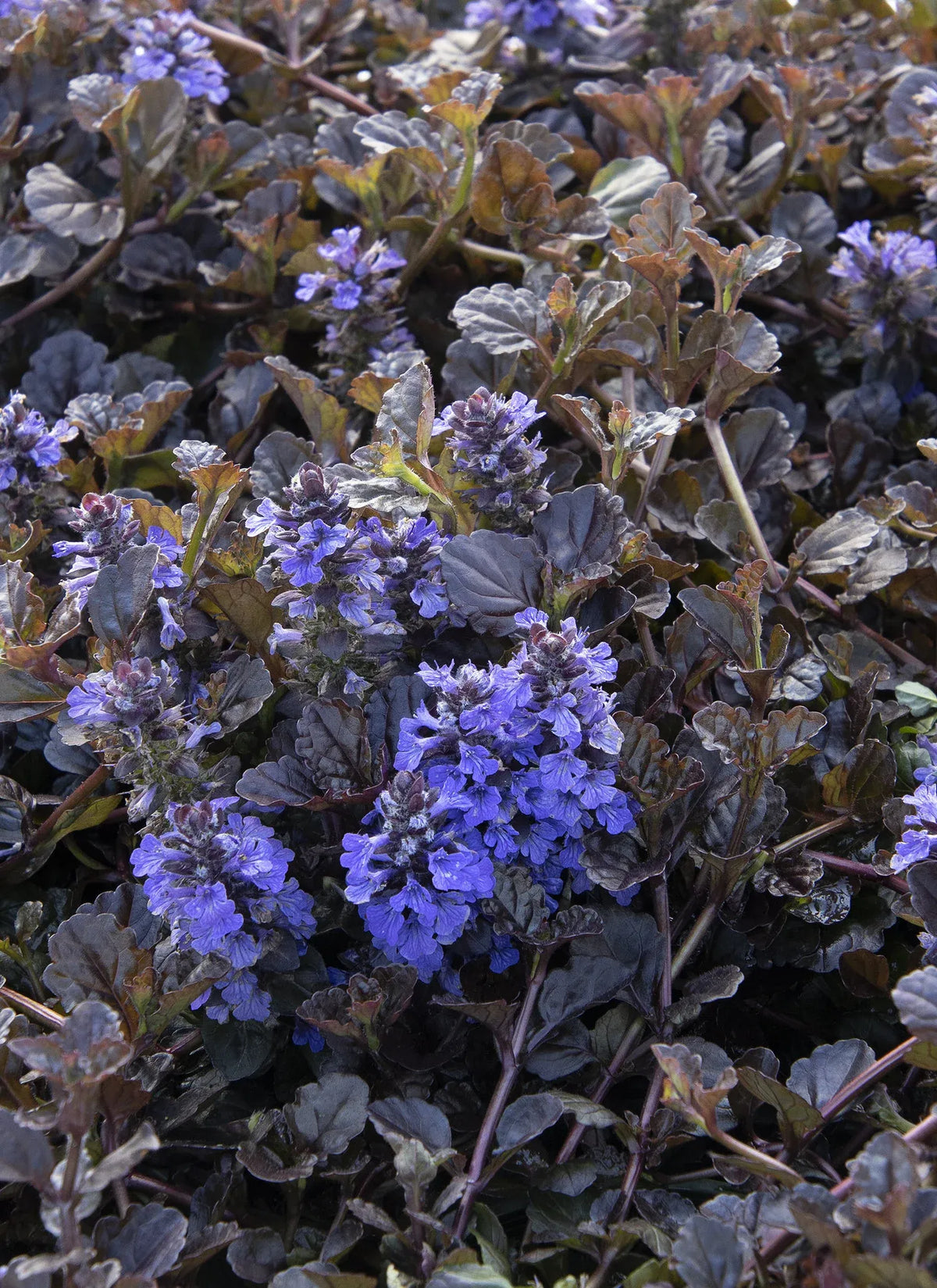 G029 Ajuga Reptans 'black Scallop' - View 37 from www redcrocus com
