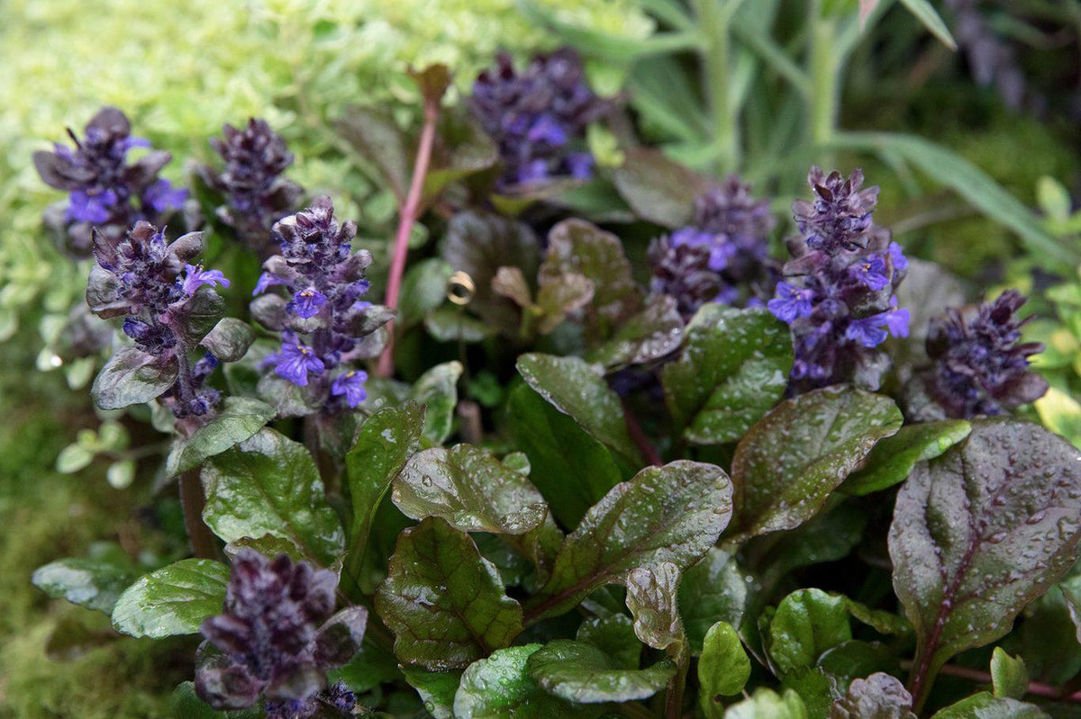 G029 Ajuga Reptans 'black Scallop' - View 38 from www redcrocus com