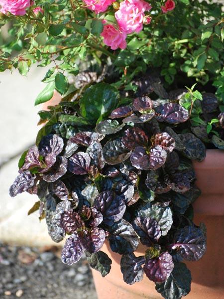 G029 Ajuga Reptans 'black Scallop' - View 39 from www redcrocus com