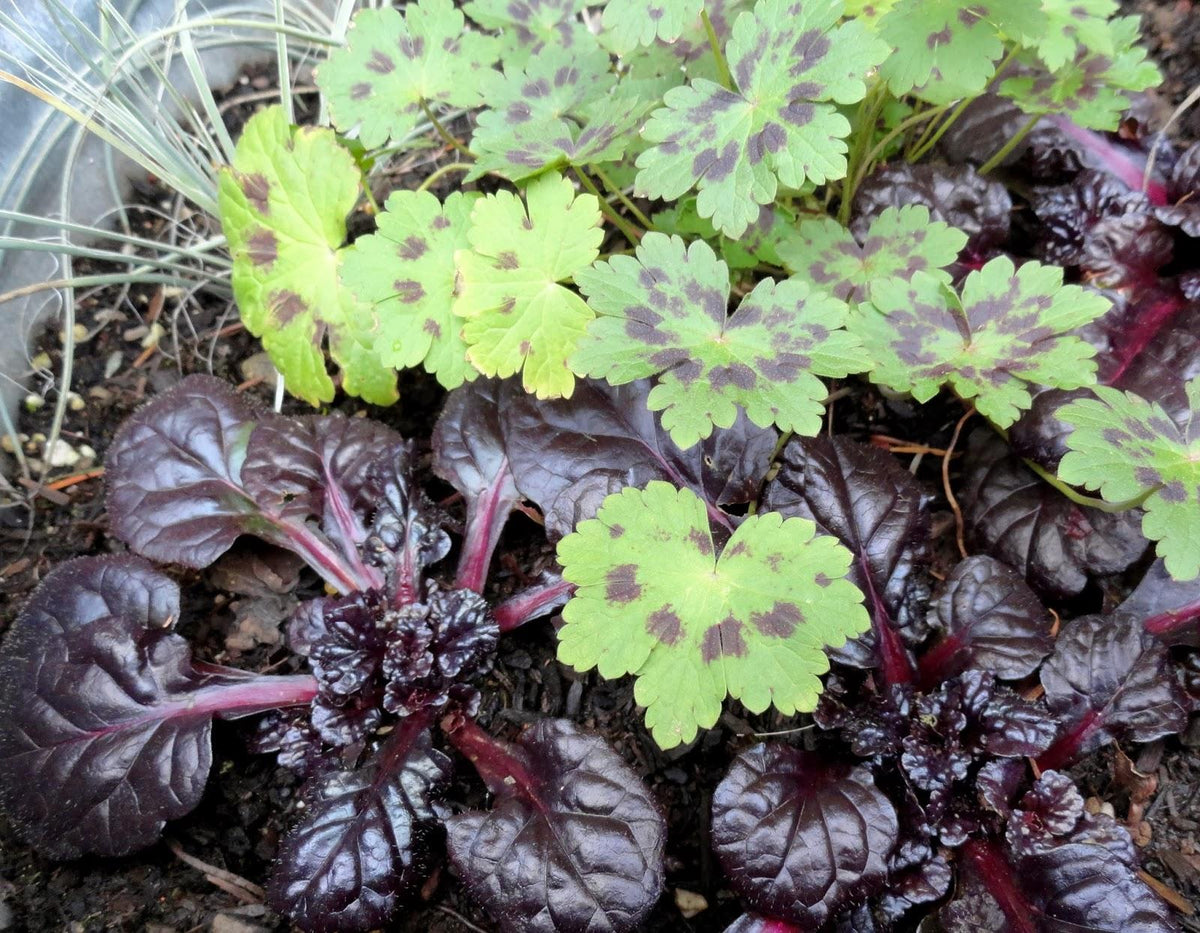 G029 Ajuga Reptans 'black Scallop' - View 40 from www redcrocus com