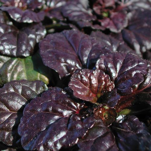 G029 Ajuga Reptans 'black Scallop' - View 4 from www redcrocus com
