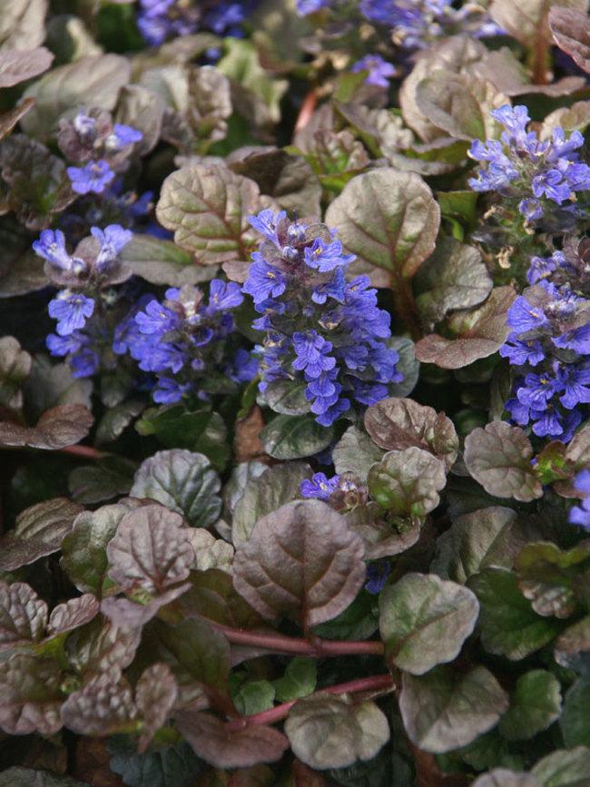 G029 Ajuga Reptans 'black Scallop' - View 7 from www redcrocus com