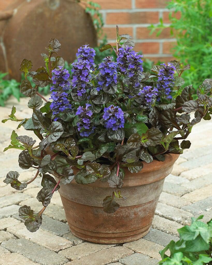 G029 Ajuga Reptans 'black Scallop' - View 8 from www redcrocus com