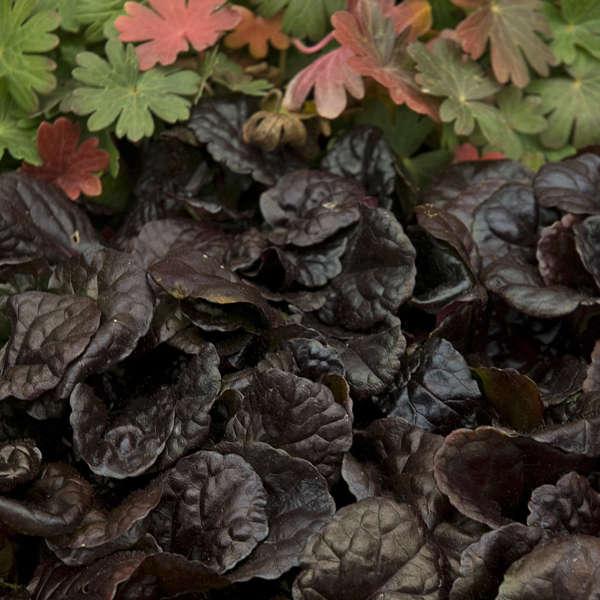 G029 Ajuga Reptans 'black Scallop' - View 9 from www redcrocus com