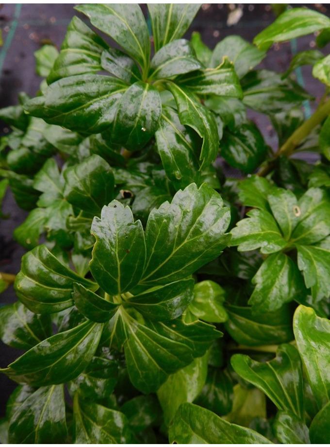 G037 Pachysandra Terminalis Green Sheen 10 Da4fc0db Cae6 4c15 A8e4 4923bc923c04 from www redcrocus com