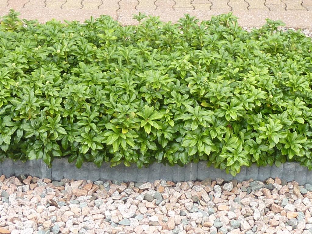 G037 Pachysandra Terminalis Green Sheen 11 Ede18393 F2fc 4c64 8514 15b62d61e56d from www redcrocus com