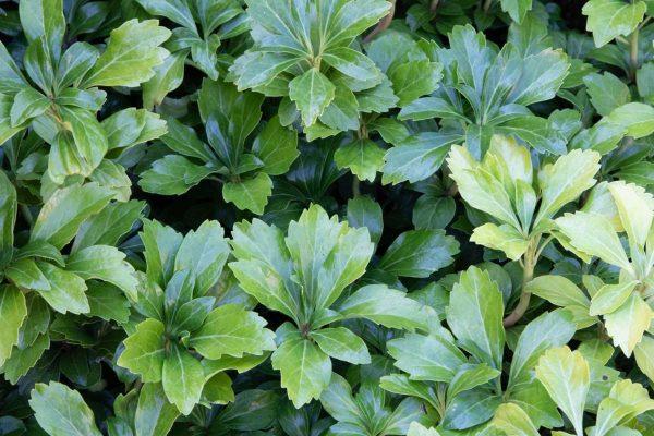 G037 Pachysandra Terminalis Green Sheen 14 B878dc35 63b3 49c5 8095 752bf2eb1ad1 from www redcrocus com