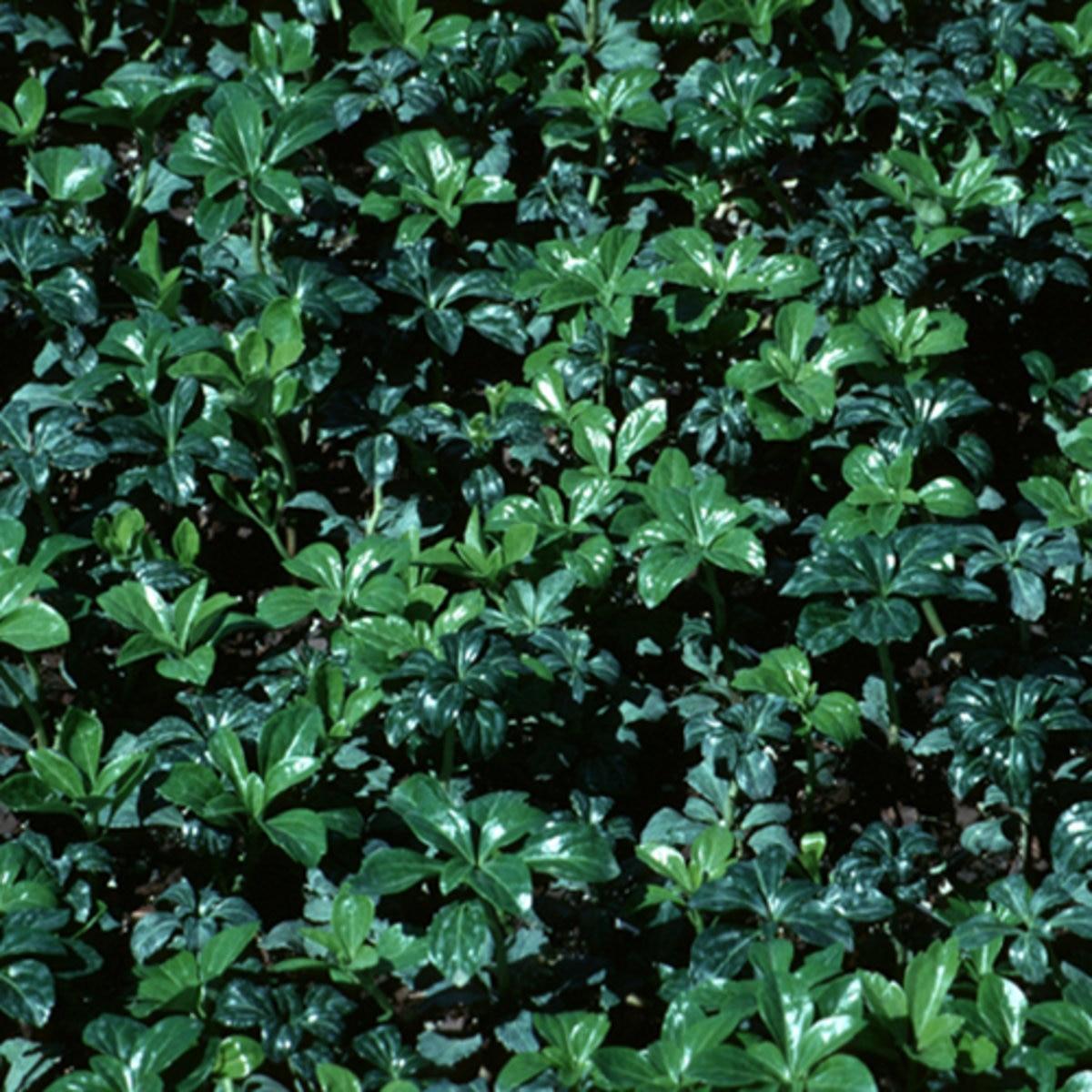 G037 Pachysandra Terminalis Green Sheen 15 57f233bc Caf0 47b5 Adca 3dcb2b34780a from www redcrocus com