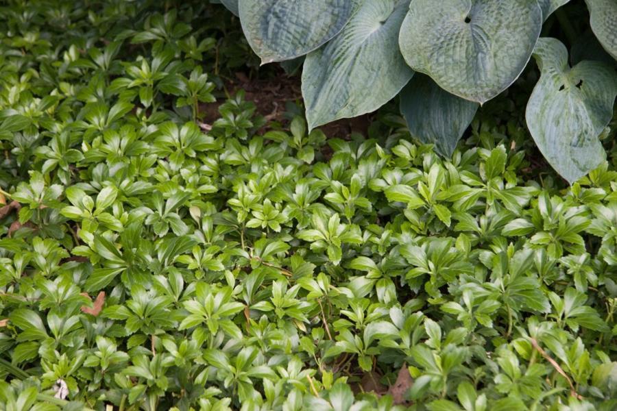 G037 Pachysandra Terminalis Green Sheen 18 44a21a19 7dcc 4651 Bbfd 9fbdc075a5ad from www redcrocus com