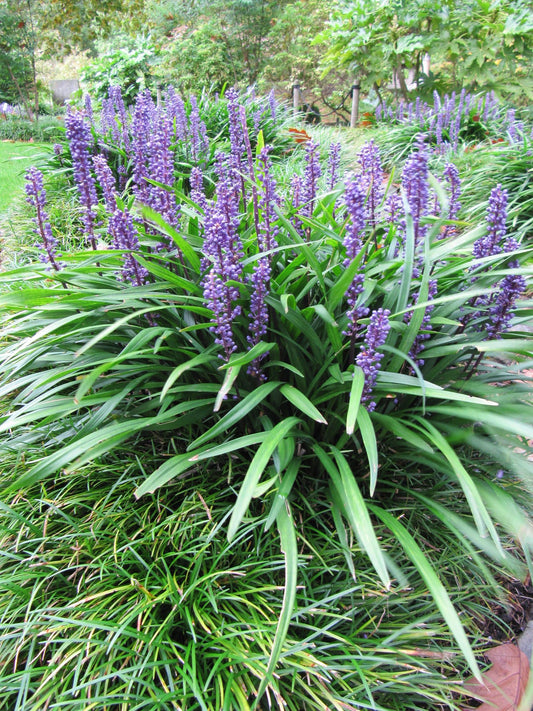 G038 Liriope Muscari 'big Blue' - View 1 from www redcrocus com