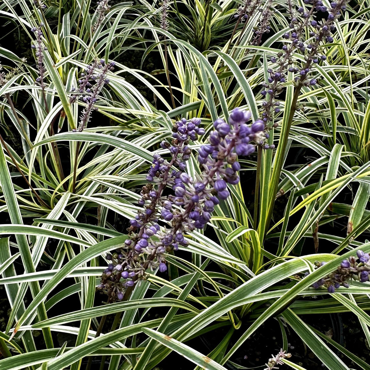 G039 Liriope Muscari Variegata 10 B642bf5c 95b7 4411 B91b Ce060e11409f from www redcrocus com