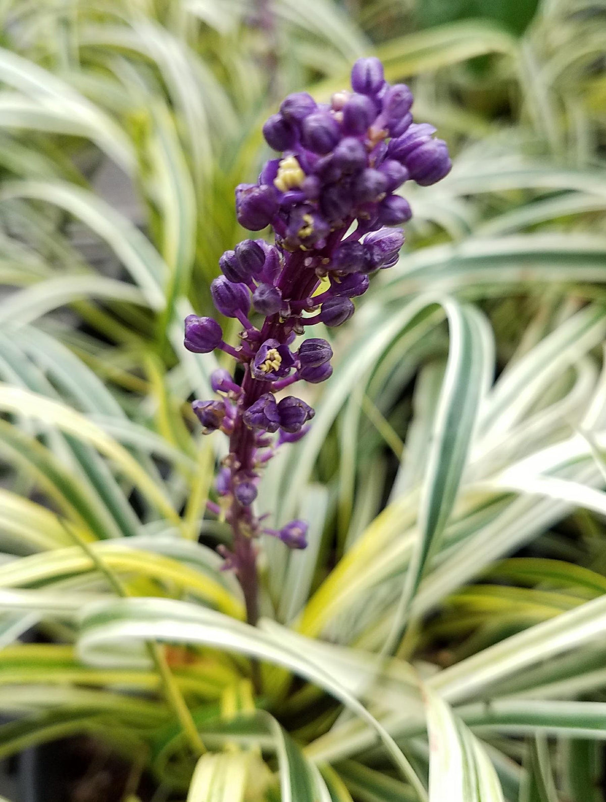 G039 Liriope Muscari Variegata 11 6051a400 E9d3 4185 96e9 Aff3e23aee8a from www redcrocus com