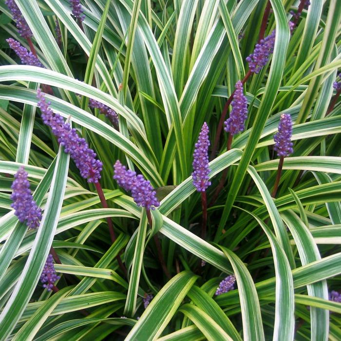 G039 Liriope Muscari Variegata 15 51adb325 C2c8 4f59 A4d9 Dcb89779142a from www redcrocus com