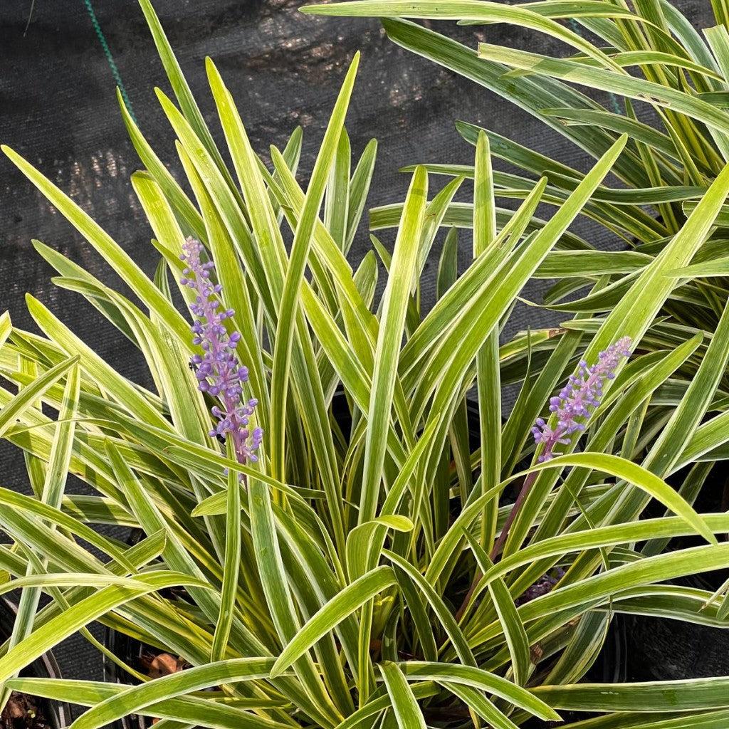 G039 Liriope Muscari Variegata 16 704a3fb0 00fe 4b79 B67b E7861556f83f from www redcrocus com