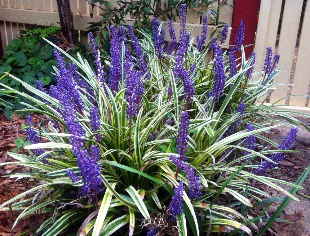 G039 Liriope Muscari Variegata 17 4c7d182e 6061 4df2 A5e0 666bbc1b6326 from www redcrocus com
