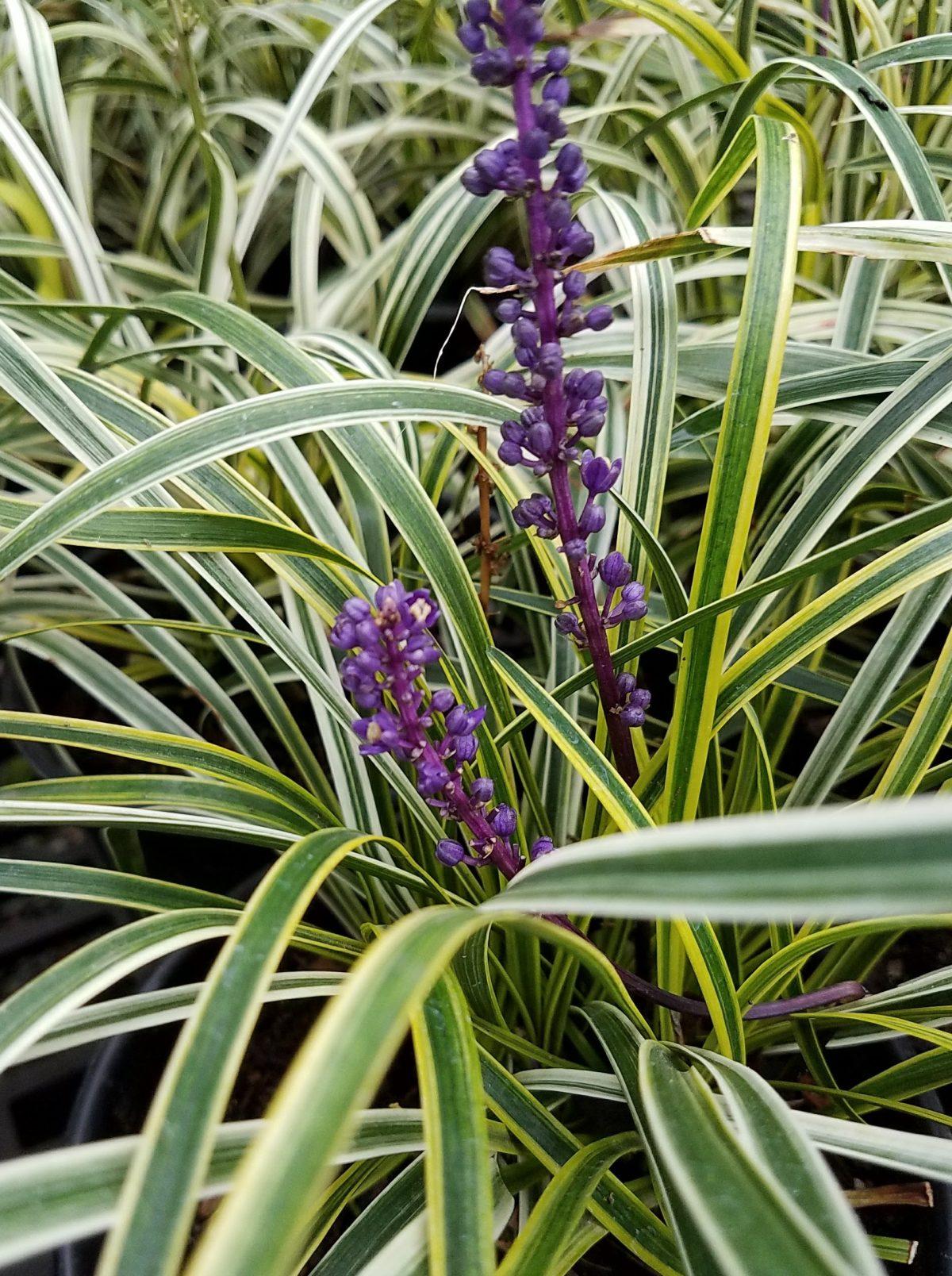 G039 Liriope Muscari Variegata 18 5370ad59 333f 4117 96a9 7c285c437030 from www redcrocus com