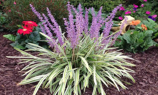 G039 Liriope Muscari Variegata 1 9fcc4c71 B34e 4625 89e4 1370c31bb2f7 from www redcrocus com