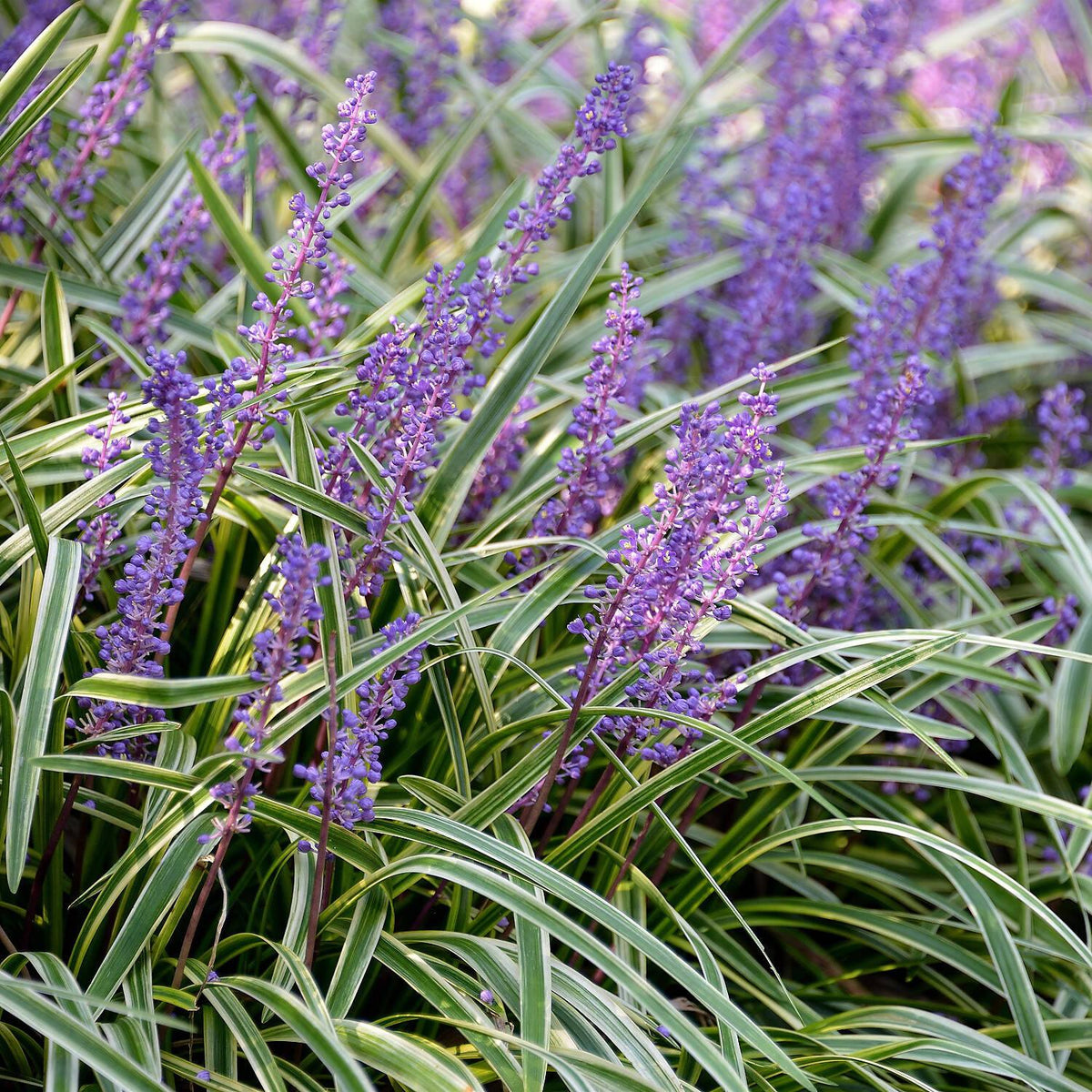 G039 Liriope Muscari Variegata 3 99a28bbf 0b8c 46fd 8ed6 658a08b2cda0 from www redcrocus com