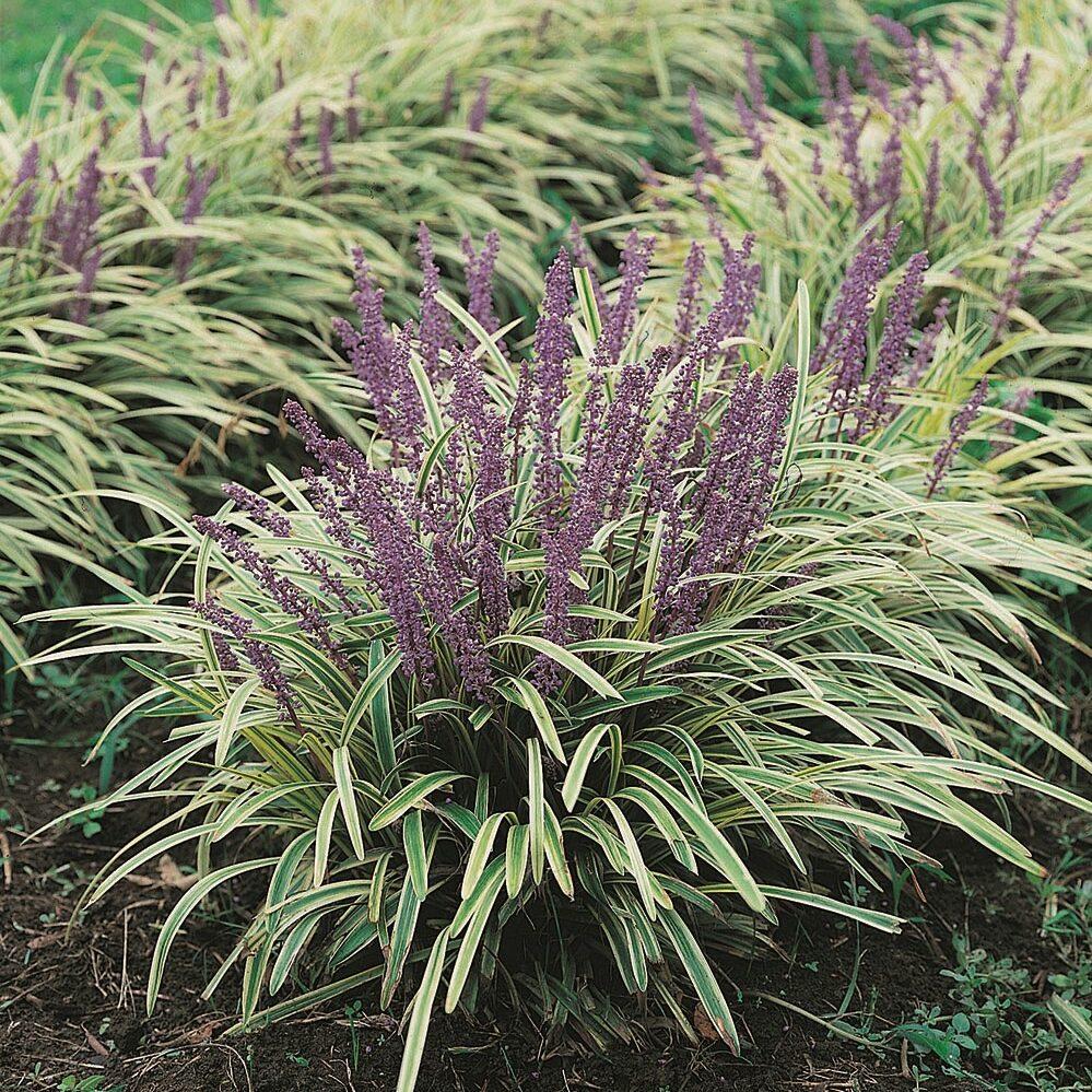 G039 Liriope Muscari Variegata 5 0dc7caf0 B829 4953 A0a2 78fb58652618 from www redcrocus com