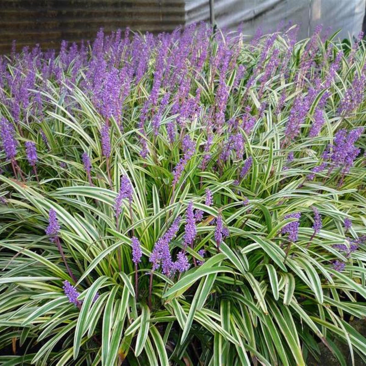 G039 Liriope Muscari Variegata 6 5aceffda 6686 4569 A65f B58c13529012 from www redcrocus com