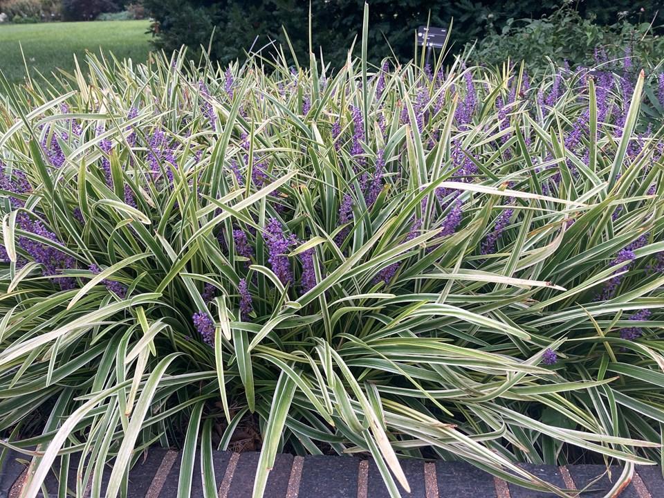 G039 Liriope Muscari Variegata 7 76b0fd43 7339 4afd 9b22 9b20d37c54d3 from www redcrocus com