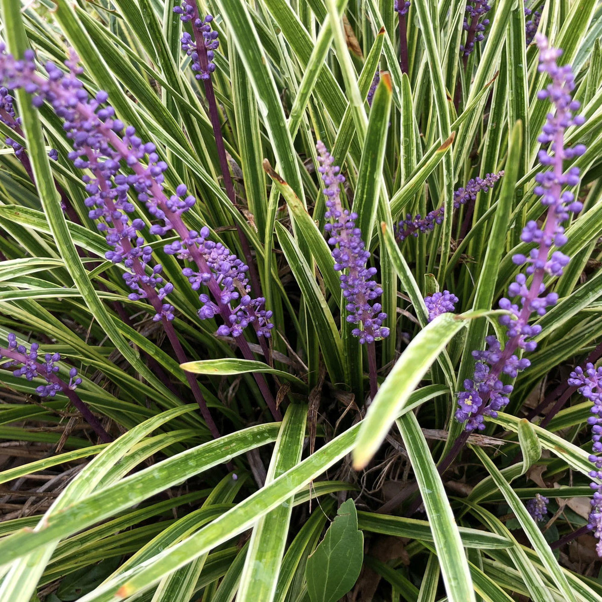 G039 Liriope Muscari Variegata 8 F5df6c42 82e2 43f2 A32c 4cf72aa4cb35 from www redcrocus com