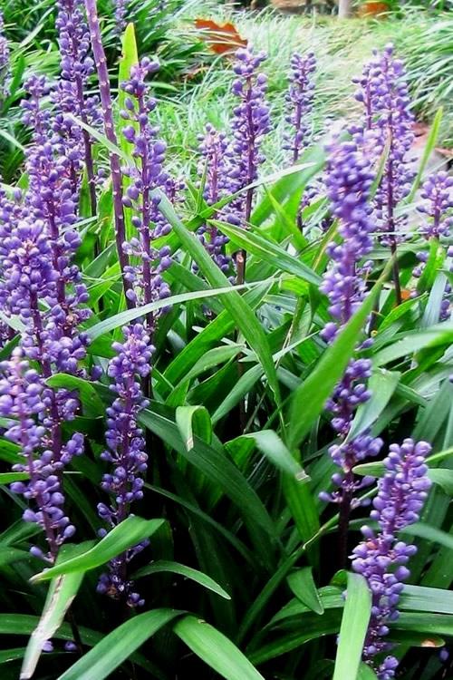 G045 Liriope Muscari Super Blue 11 7fc92804 F9a4 4d2b Be21 890c1d51530b from www redcrocus com