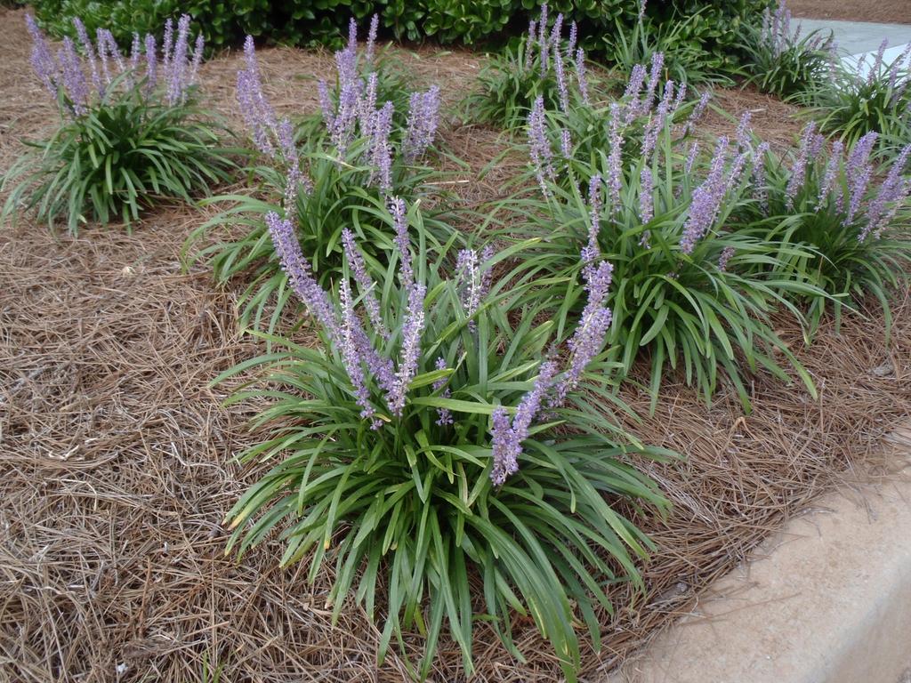 G045 Liriope Muscari Super Blue 13 7b510ec3 D10e 4dac B65a 442dfe6c1d2c from www redcrocus com